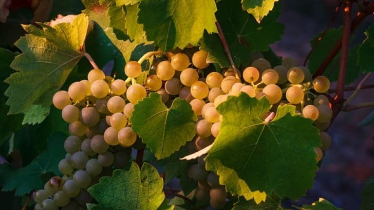 Verdicchio di Matelica wine, grape variety, history and characteristics, Marche 
