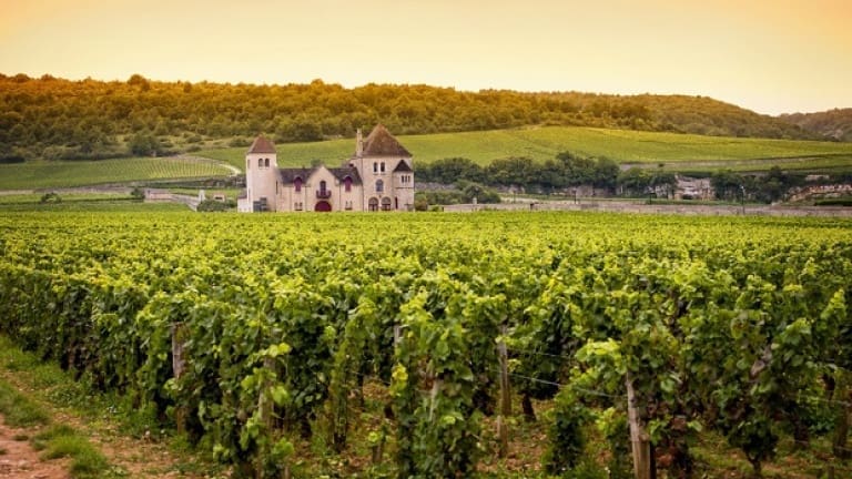 Vigne di Pinot Noir in Borgogna, Côte-d’Or, zona di produzione del Pinot Nero