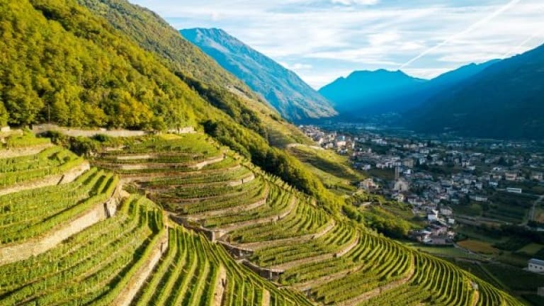 Vigne e terrazzamenti in Valtellina, zona di produzione vitigno Chiavennasca