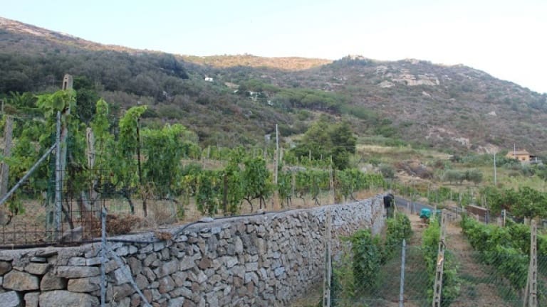 Aleatico vineyards on the island of Elba, production area of the Aleatico DOC