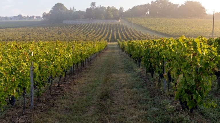 Cabernet Franc vineyards, Bordeaux Saint Georges de Montagne Saint Emilion