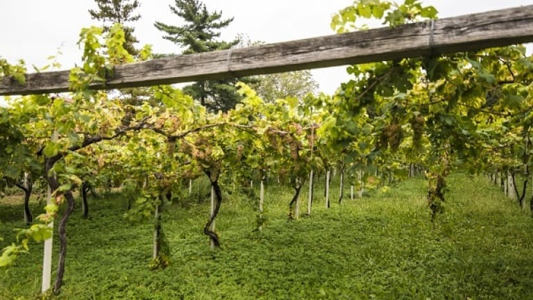 Vineyards of Erbaluce di Caluso, where the Erbaluce di Caluso wine is made Ivrea