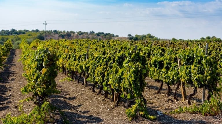 Vineyards of Nero d'Avola, the vine used to make Cerasuolo di Vittoria DOCG