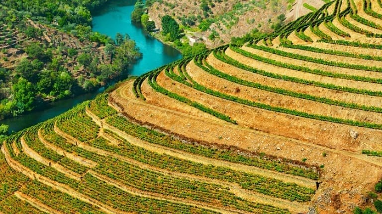 Vineyards and terraces in the Douro Valley, where the Port is produced