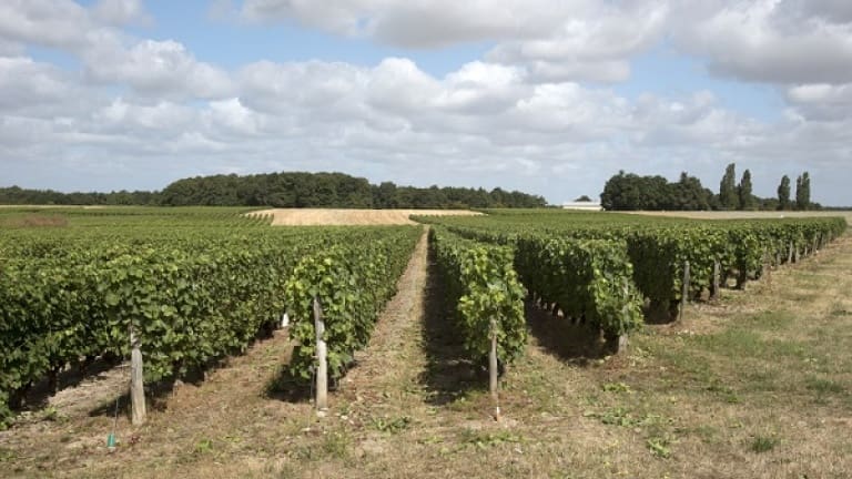 Vineyards and wines of the Loire Valley, Vouvray, Chenin Blanc production area