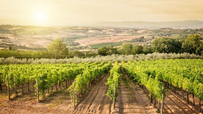 Vino Nobile di Montepulciano, Sangiovese vineyards in Montepulciano