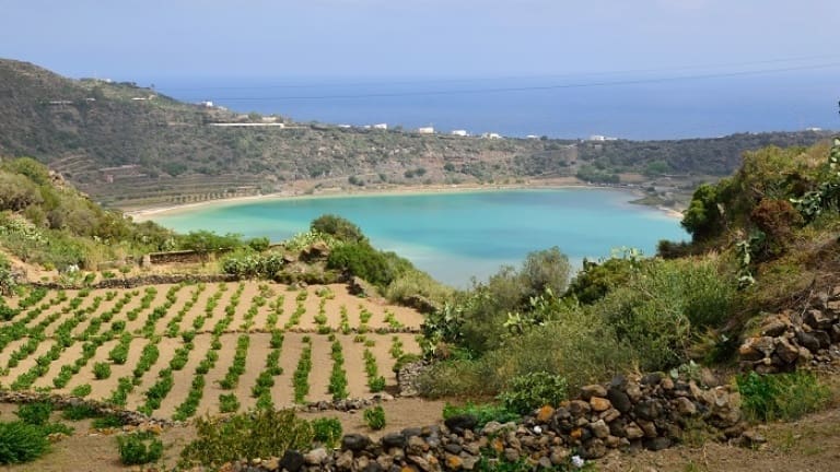 Zibibbo wine, vine, history, guide to Zibibbo wine from Pantelleria