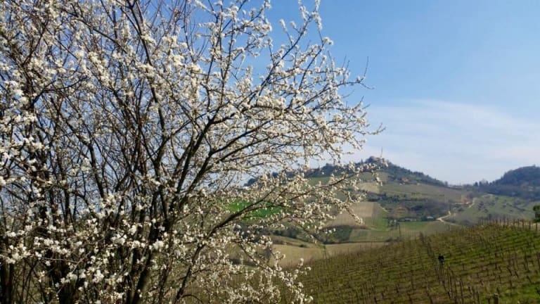 Colline di Bertinoro, mandorlo in fiore. Agriturismo sulle colline di Bertinoro