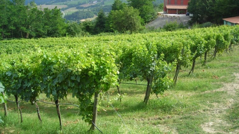 Food Valley di Parma. Vini dei Colli di Parma. Itinerari del cibo e del vino.