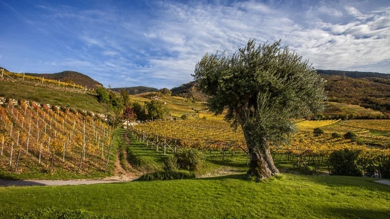 Foliage autunnale tra le vigne. Faedo, Trentino Alto Adige. Colori dell'autunno
