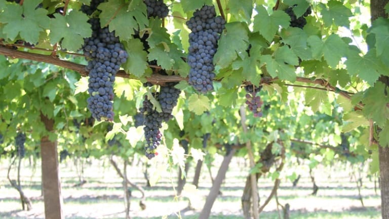 Longanesi o Burson, vino, vitigno, storia e caratteristiche organolettiche, grappoli di uva