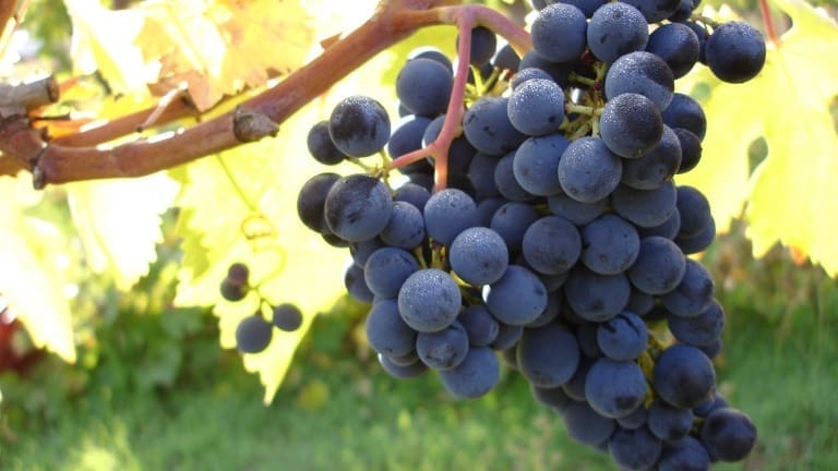 Montepulciano d'Abruzzo: storia, caratteristiche del grande vitigno dell'Abruzzo