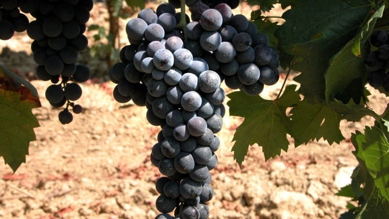 Ruchè wine guide: Ruchè grape variety, red wine, DOCG of Castagnole Monferrato