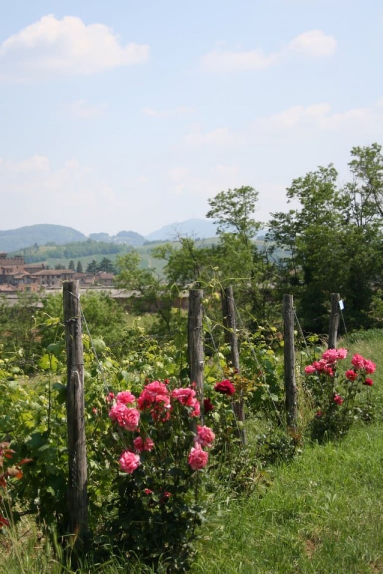 Find wines and information about Cardinali Winery, including history, maps, photos, and reviews about the Casa Benna wines. Colli Piacentini wine tour and guide.