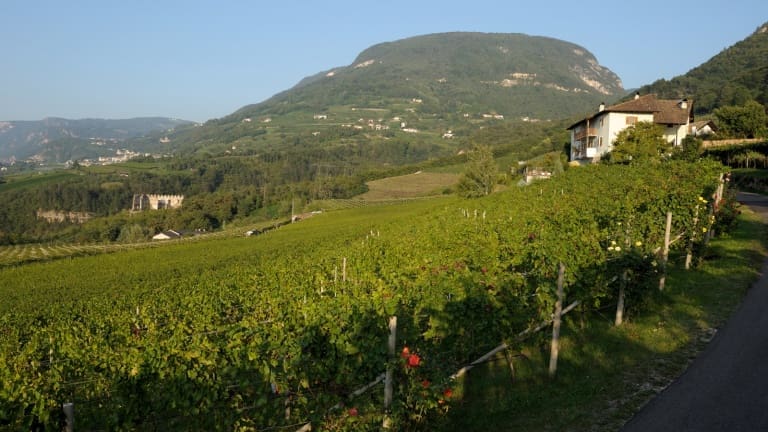 Colline e vigneti di Mazzon, Alto Adige, la culla del Pinot Nero italiano.