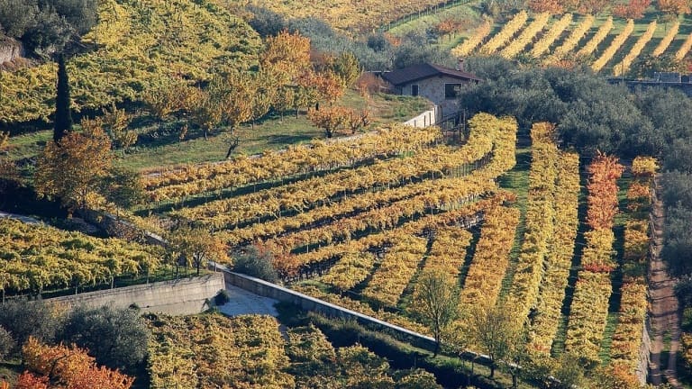 Valpolicella, vineyards with Corvina Rondinella Molinara, Amarone