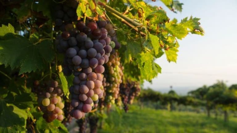 Corvina Veronese grappolo, vino e vitigno, scheda con caratteristiche del vino