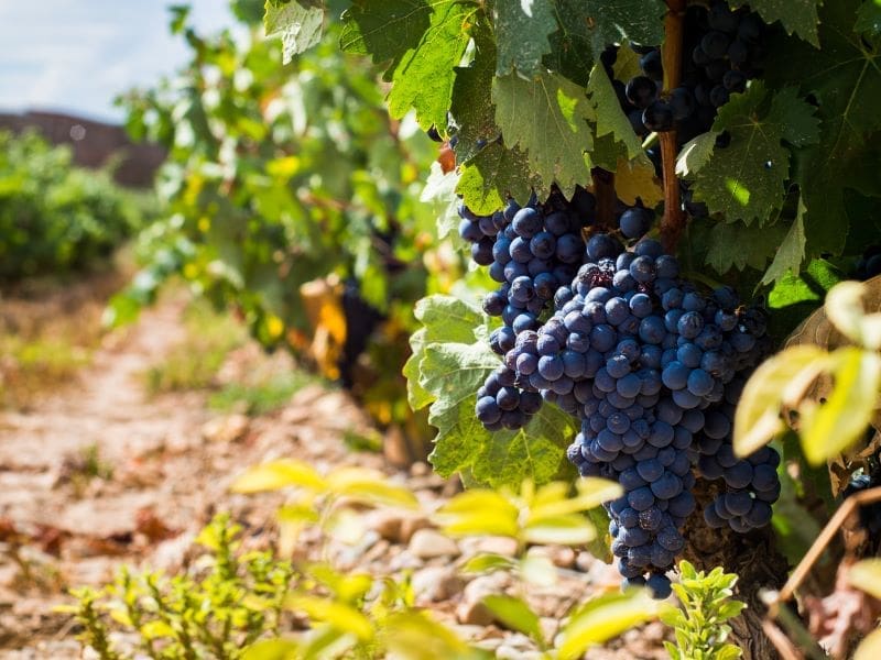 Rioja vino, vitigno, storia, caratteristiche organolettiche, zone di produzione