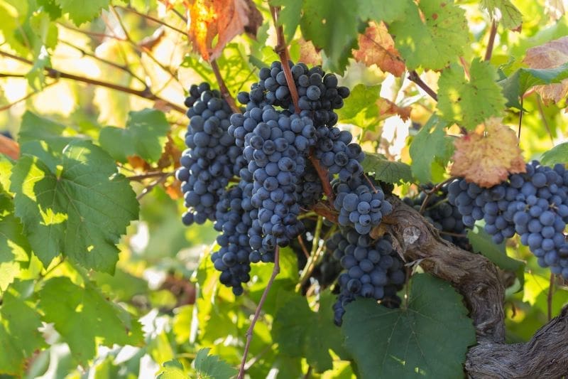 Zinfandel vino, storia e caratteristiche di un vitigno giramondo, clone del Prinitivo di Manduria, vitigno croato