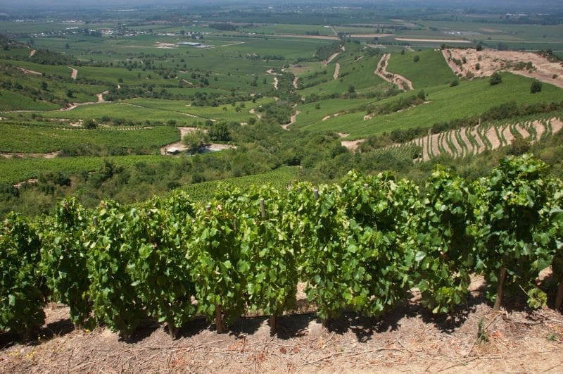 Discover the Best Wine Zones in South Africa