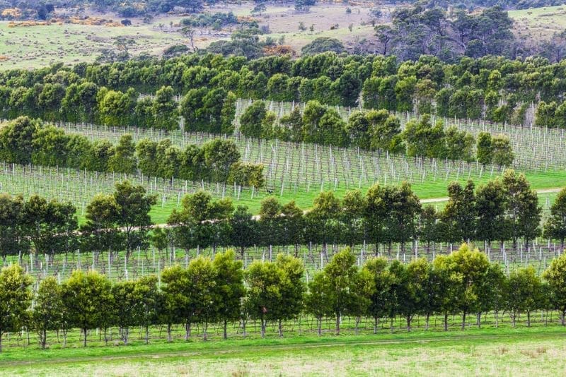 Discover the Delightful Wines of Devil's Corner Winery in Apslawn, Tasmania