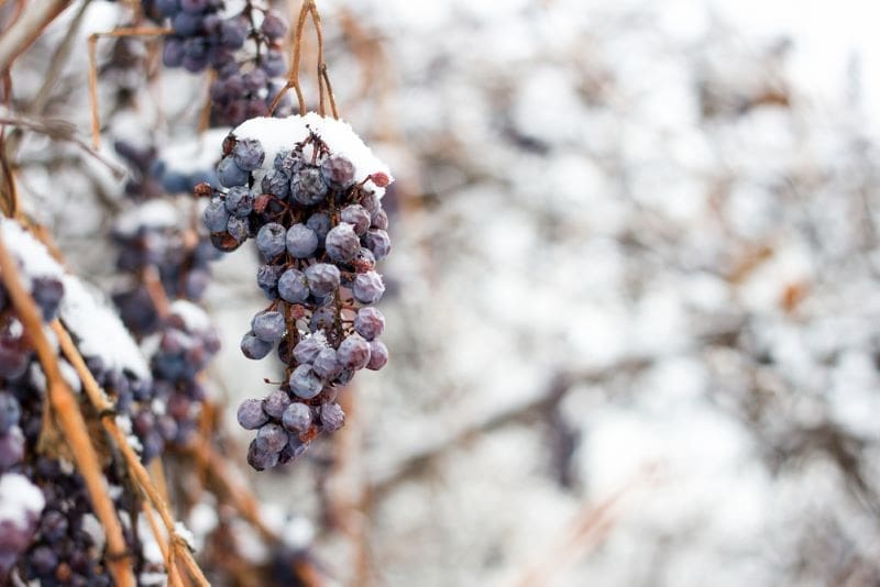 Exploring the Different Wine Regions and Styles of Canadian Wines