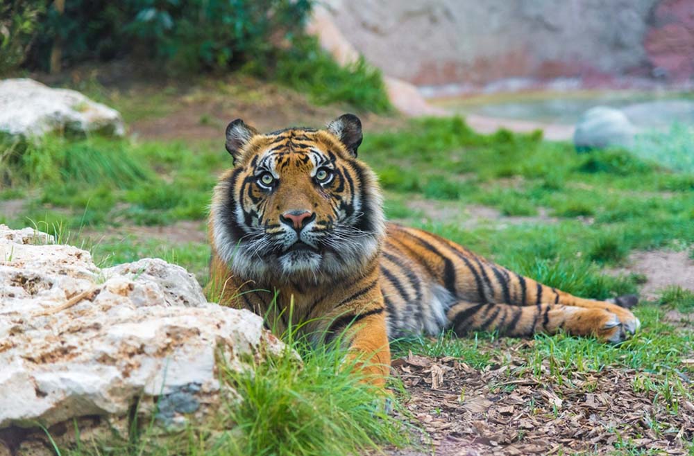 The Sumatra Tiger exhibit, which opened a year ago, spans 1000 square meters and provides guests with a habitat that closely resembles the tiger’s natural environment