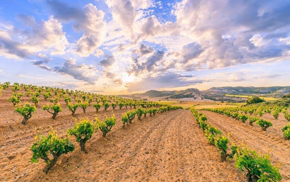 Ribera del Duero vino spagnolo, vitigni, storia, suoli e stile dei vini