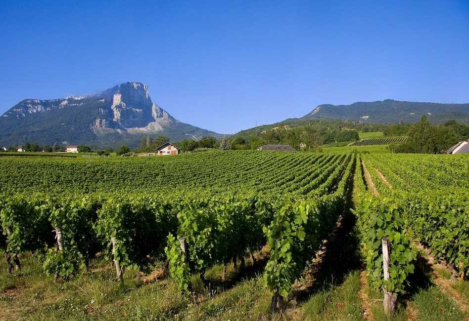 I vini della Savoia: tutto quello che dovete sapere sui vini delle Alpi