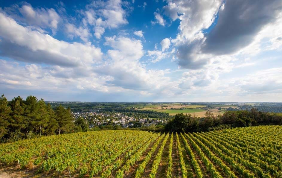 Coteaux du Layon vino dolce, vitigni usati, zona di produzione e caratteristiche
