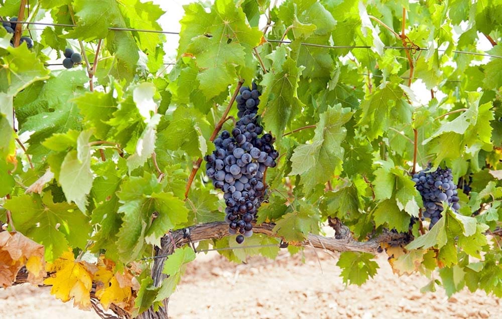 Trepat vino vitigno spagnolo per produzione di Cava, Conca de Barberà