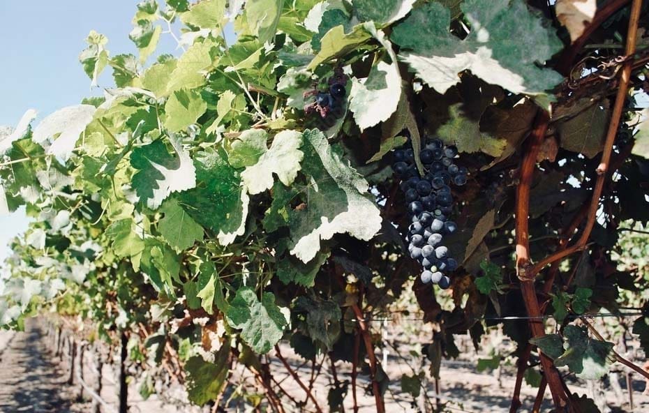 Moschofilero: vitigno, caratteristiche e storia del vino aromatico greco di Mantinia